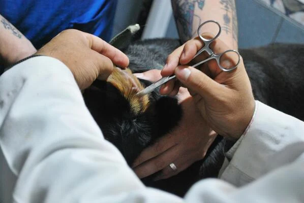 Veterinář řeší zánět ucha psa pomocí nůžek.