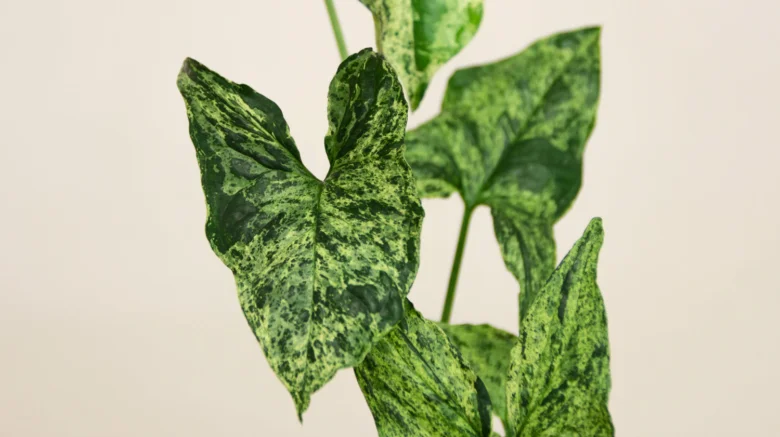 Zelená rostlina syngonium s charakteristickým vzorem na listech.