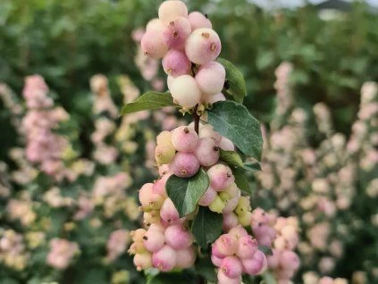 Květinový pámelník symphoricarpos s růžovobílými plody na zeleném listí.