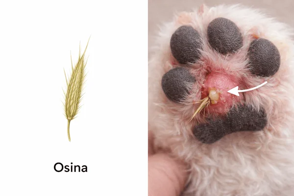 Příčina lizání: ostnatý semeník osiny v tlapce psa.