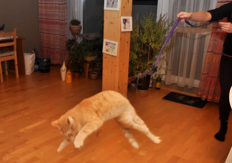 Oranžová kočka na vodítku v interiéru