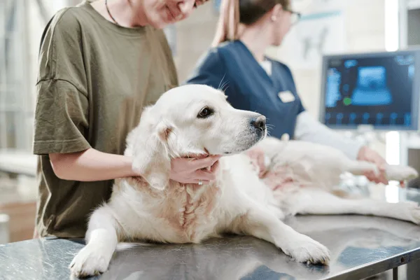 Pes s jizvami na břiše v veterinární ambulanci.
