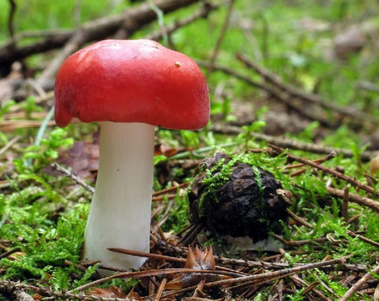 Červená hřibová houba rostoucí v lese mezi mechem.