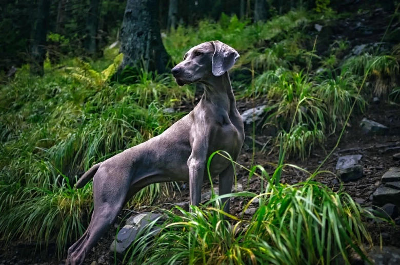 Weimaraner lovecký pes v lesu s zelenou vegetací.