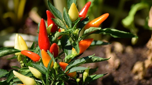 Rost s červenými, oranžovými a žlutými chilli paprikami.