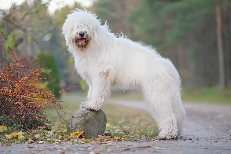 Bílý dlouhosrstý pes stojí venku na autumnní cestě.