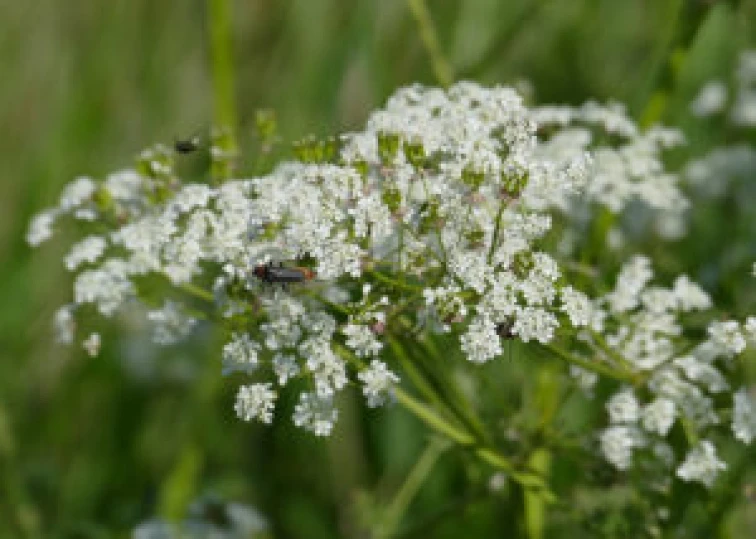 Bílá květina pestřenky včelové s hmyzem na pozadí zelené trávy