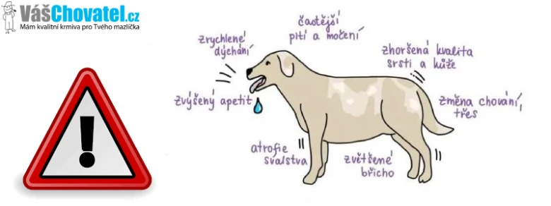 Příznaky syndromu Cushingova u psa: ztráta srsti, hubnutí a žízeň.