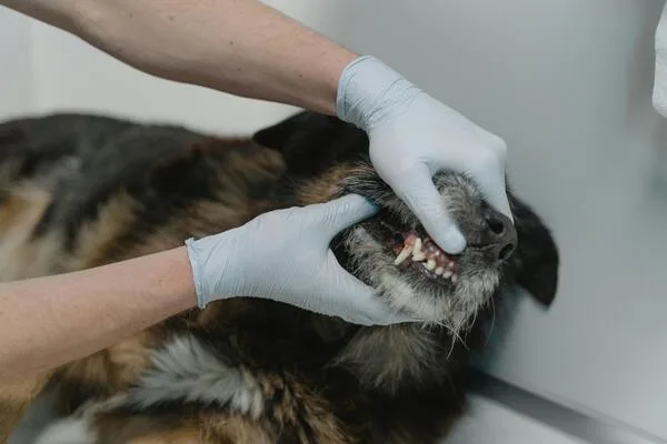 Veterinář zkoumá zuby psa rukama v gumových rukavicích.
