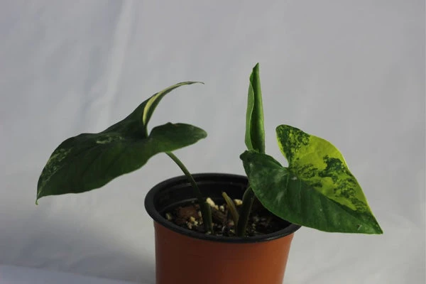 Pěstovaná rostlina syngonium v květináči s bílým pozadím.