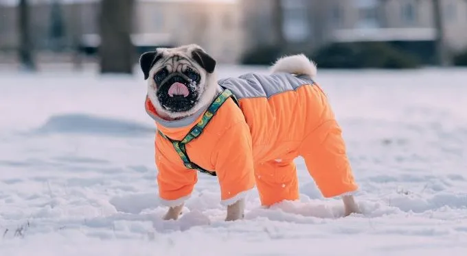 Pug v oranžovém kabátku ve sněhu.