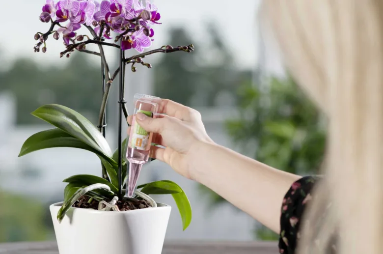 Osoba zalévá fialovou orchidej kapátkem.