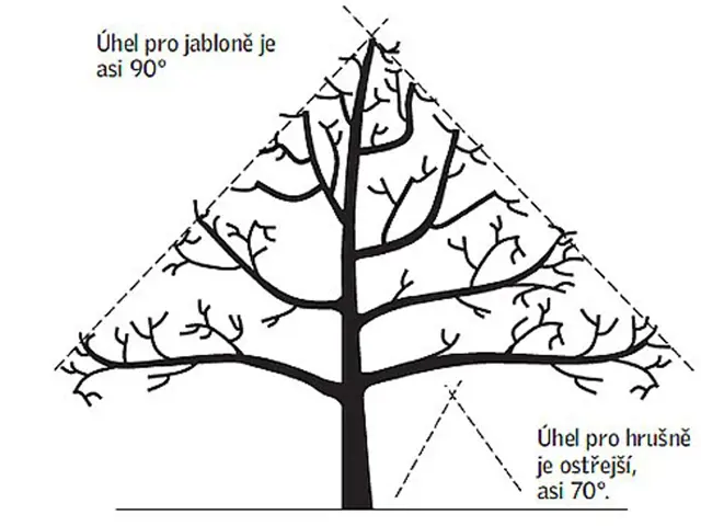 Úhel větviček pro jabloně i hrušně při řezu