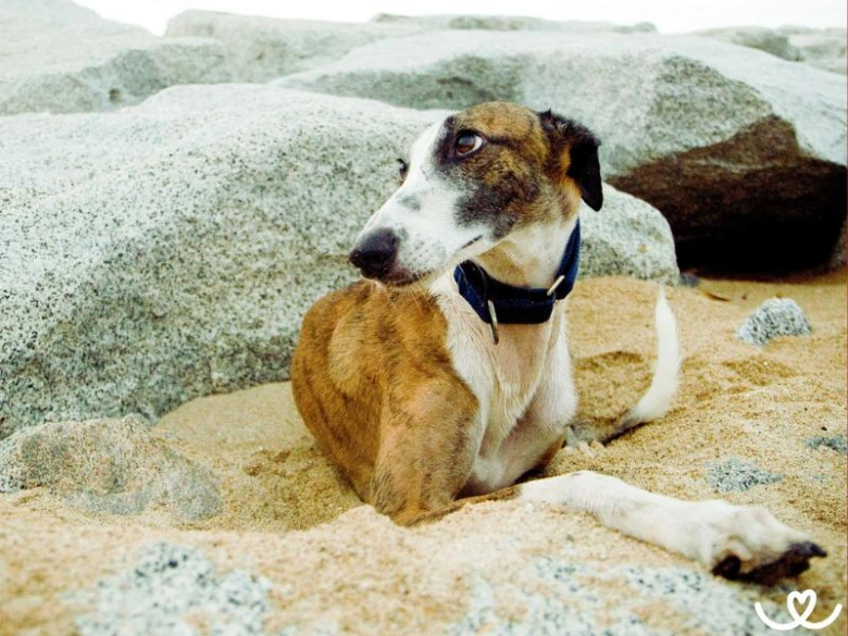 Španělský galgo odpočívá na písečné pláži mezi skály.