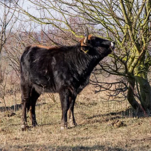 Divoký pratur neboli tur divoký stojí na louce.