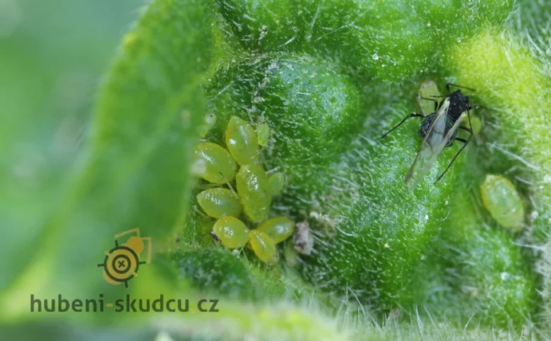 Zelené mšice na květním pupenu s dospělou letnou jedinci.