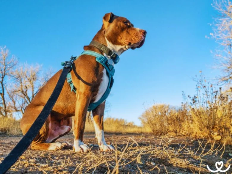 Pitbulteriér sedí venku na suché zemi s modrým popruhem.