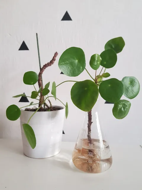 Pilea se pěstuje v zemi i ve vodě pro množení.