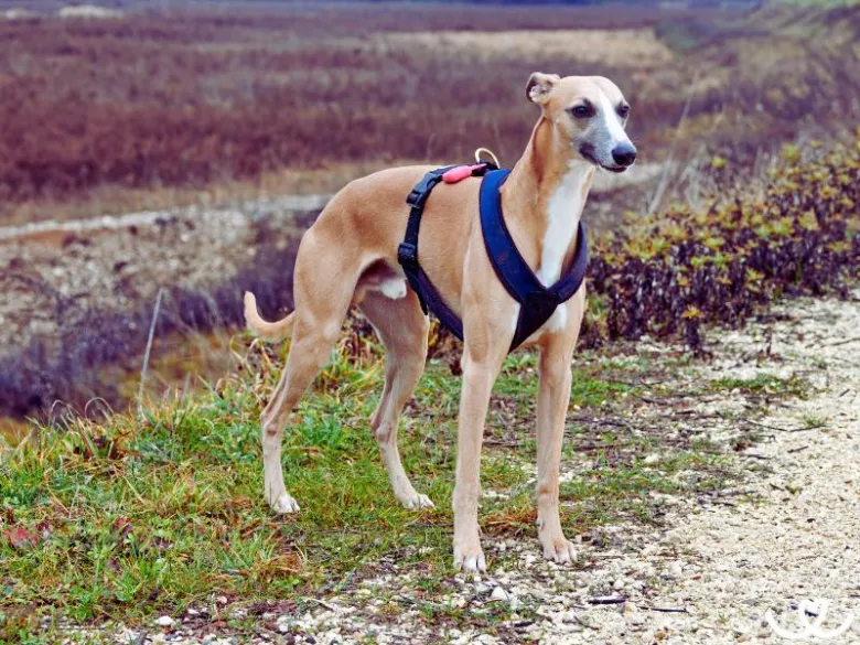 Španělský galgo v pase na venkovní cestě.