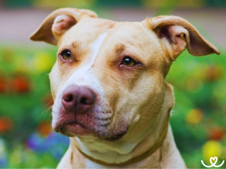 Portrétní fotografie hnědého pitbulteriéra s bílým čelem.