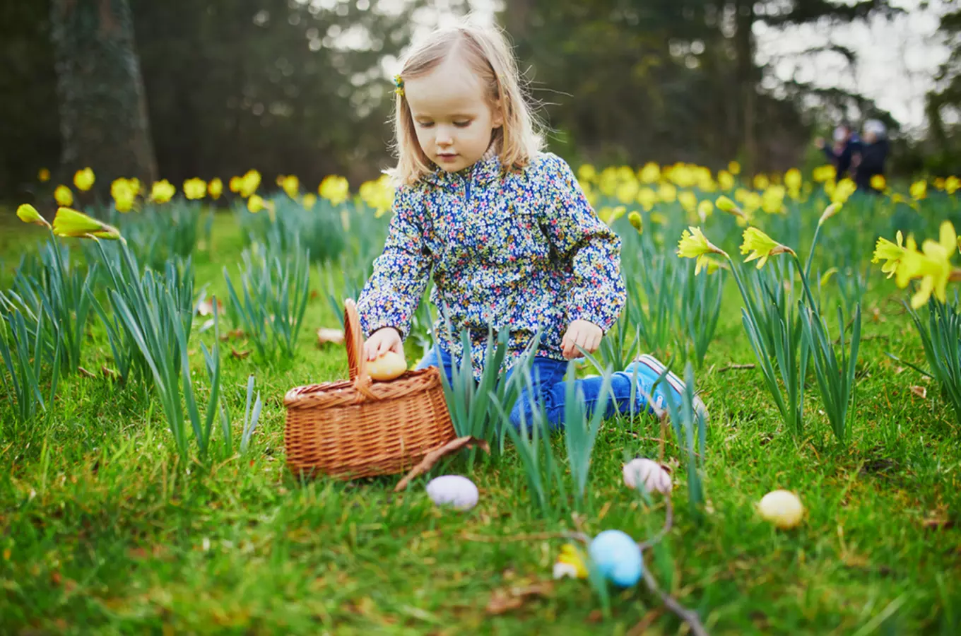 Dívka sbírá velikonoční vejce mezi narcisy na trávníku.