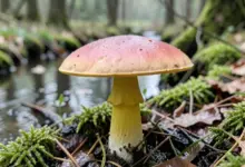 jak rozpoznat hřib královský a jeho nebezpečí - Jak rozpoznat hřib královský - ilustrační foto