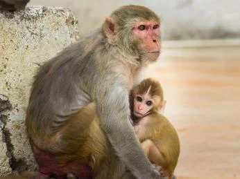 Makaka rhesus matka s mládětem sedící u zdi.