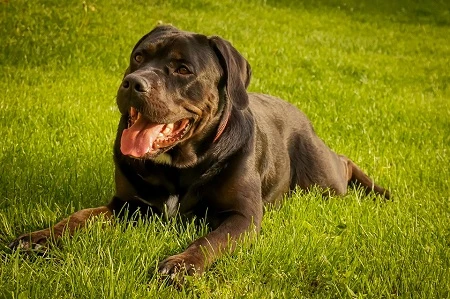 Černý pes plemene Cane Corso leží na trávníku.