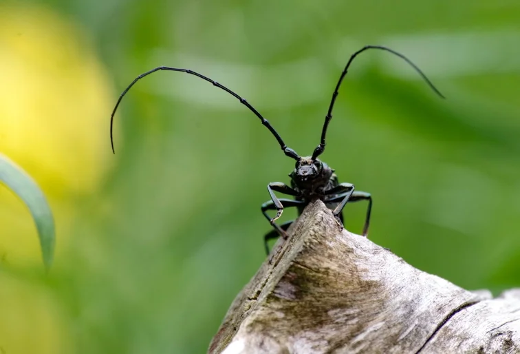 Černý dlouhonožec na kůře stromu v zahradě.