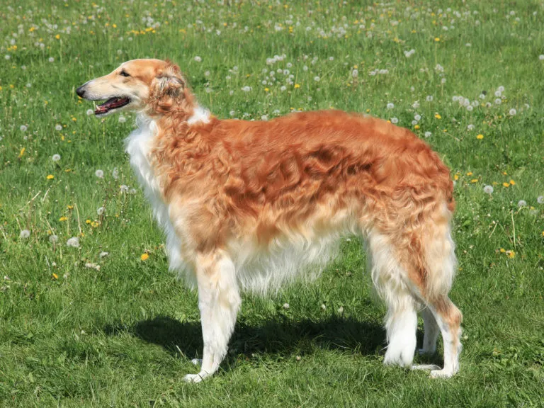 Zlatavý barzoi stojí na trávníku s květinami.