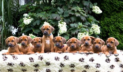 Skupina štěňat rhodéského ridgebacka sedících venku.