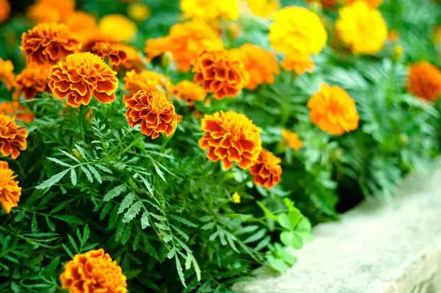 Orange marigolds in garden bed