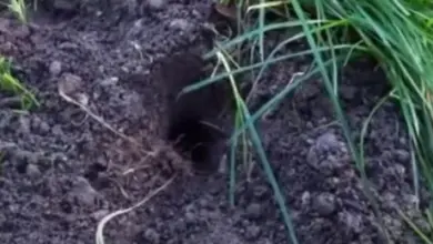 Výkop od hlodavce v zemi mezi travou.