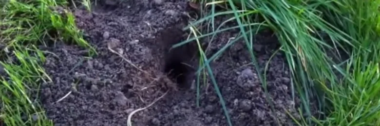 Výkop od hlodavce v zemi mezi travou.