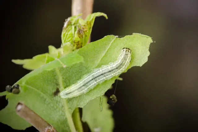 Bledavá zelená motýlí larva na listu rostliny.