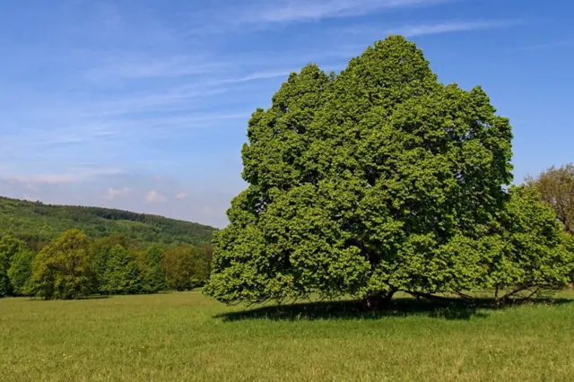 Velká lípa roste na trávnaté louce pod modrou oblohou.