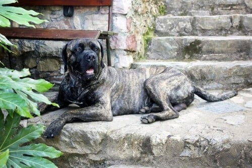 Brindle Cane Corso pes na kamenných schodech