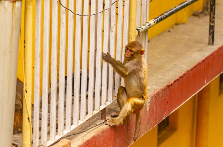 Makaka rhesus sedí na červeném okraji vedle bílých prutů.