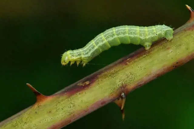 Green caterpillar on stem