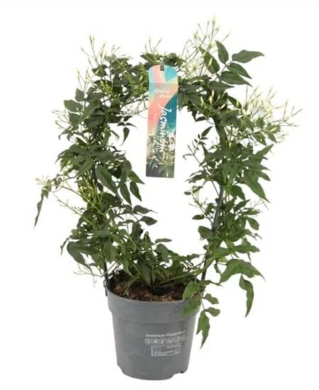Jasmine plant in pot