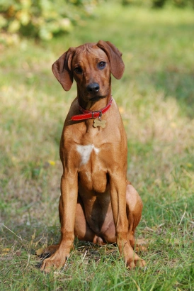 Hnědý štěně rhodéského ridgebacka sedí na trávě.