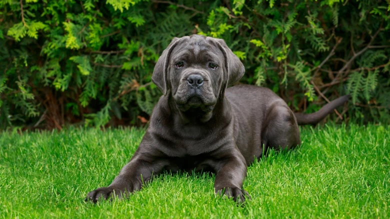 Tmavý pes plemene Cane Corso leží na trávníku.