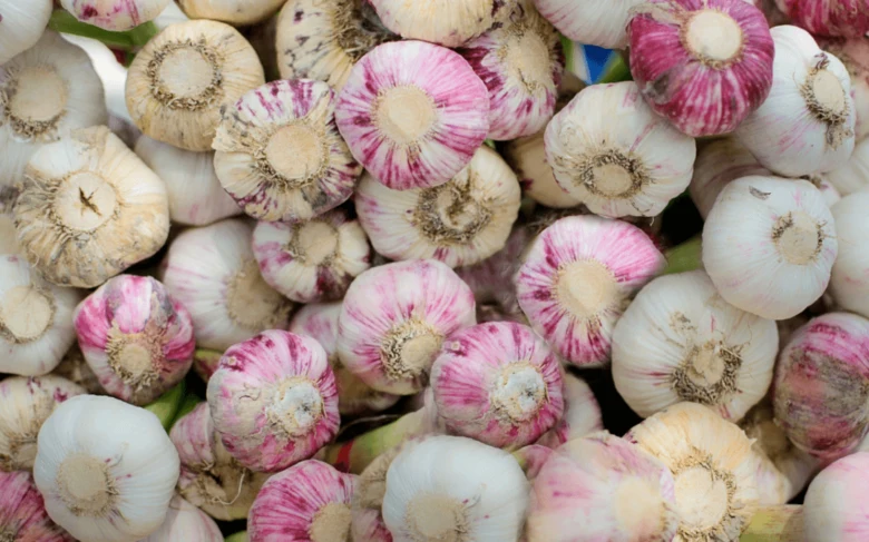 Garlic bulbs close-up