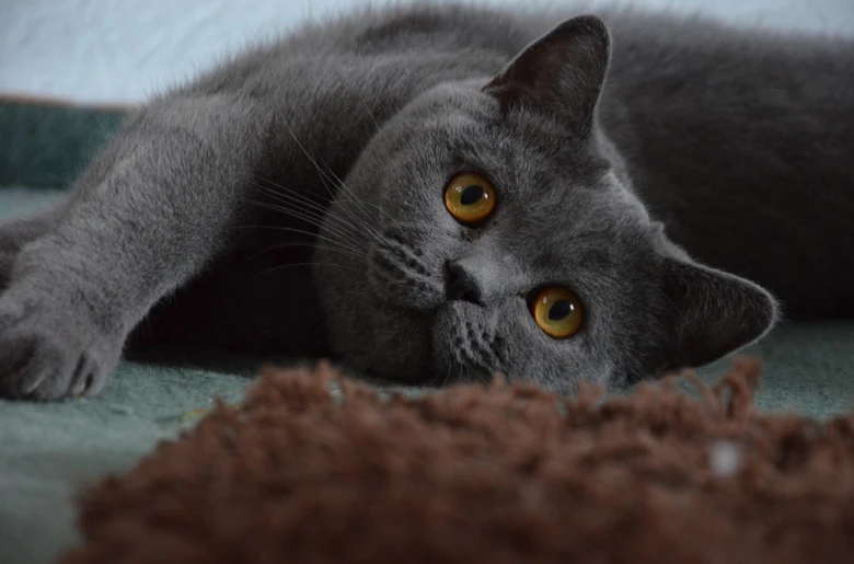 British blue cat lying down