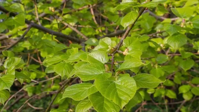 Zelené lístí a větve lípy v přírodním prostředí