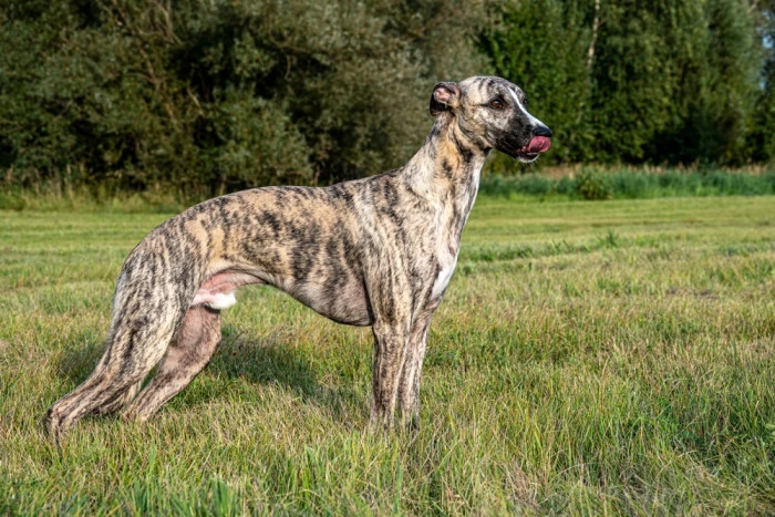 Brindle španěl stojí na trávníku před stromovou linií.