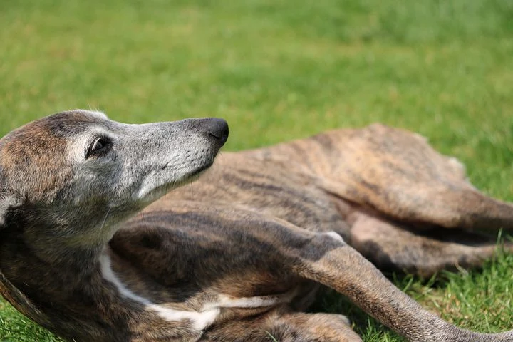 Brindle španěl leží na trávě a dívá se nahoru.