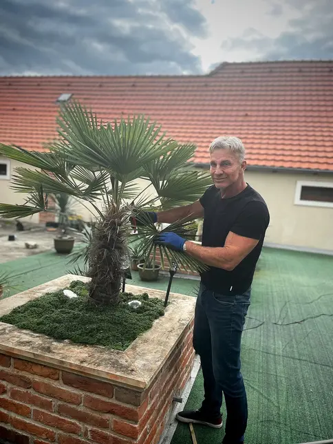Muž péče o palmu na střešní zahradě