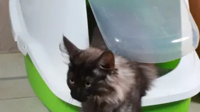 Kočka vystupuje z uzavřené kočičí toalety na podlahu.