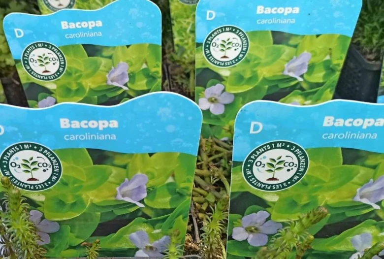 Rosty Bacopa caroliniana v hrncích s modrými štítky.